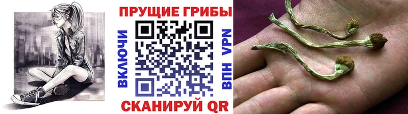 KRAKEN рабочий сайт  Заринск  Галлюциногенные грибы мицелий 